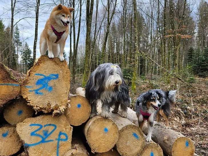 A Pas De Chien