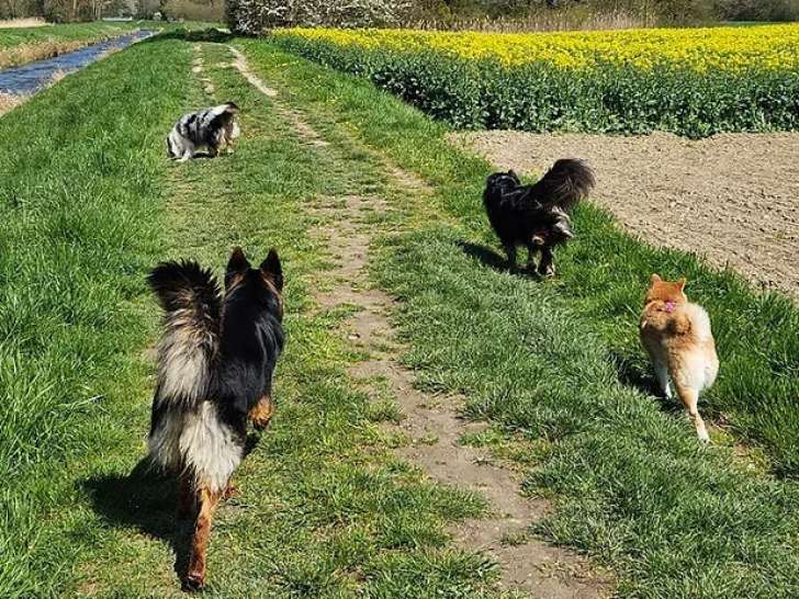 A Pas De Chien