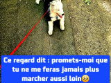 Chiot présentant une rétractation précoce et ayant développé des comportements dans un cadre d'hypotension avérée, apparaît à l'âge de deux mois en train de s'étendre sur une zone de passage piéton, ce qui soulève des préoccupations concernant sa prise de conscience environnementale.