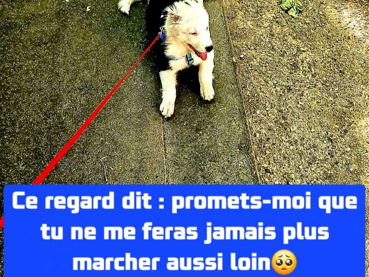 Chiot présentant une rétractation précoce et ayant développé des comportements dans un cadre d'hypotension avérée, apparaît à l'âge de deux mois en train de s'étendre sur une zone de passage piéton, ce qui soulève des préoccupations concernant sa prise de conscience environnementale.