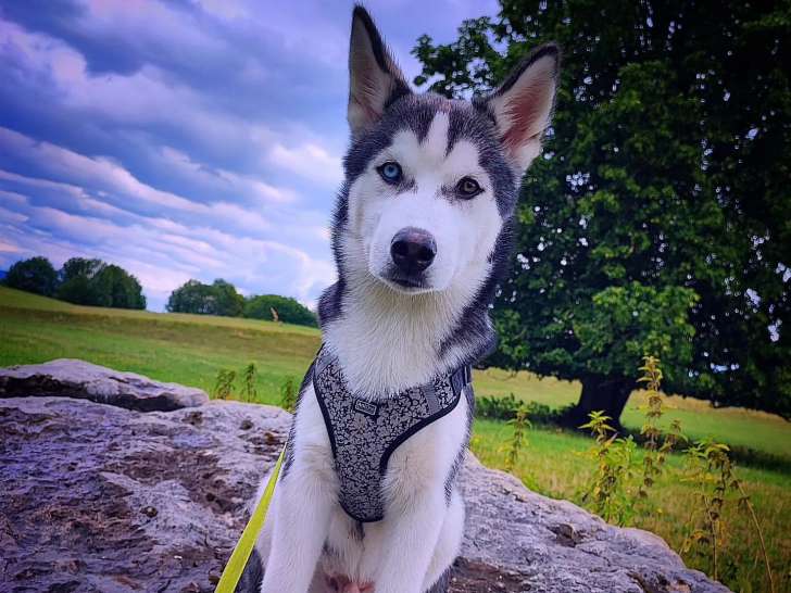 Walk & Hugs 4 Dogs