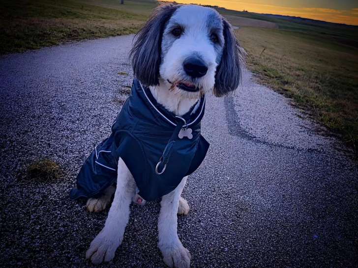 Walk & Hugs 4 Dogs