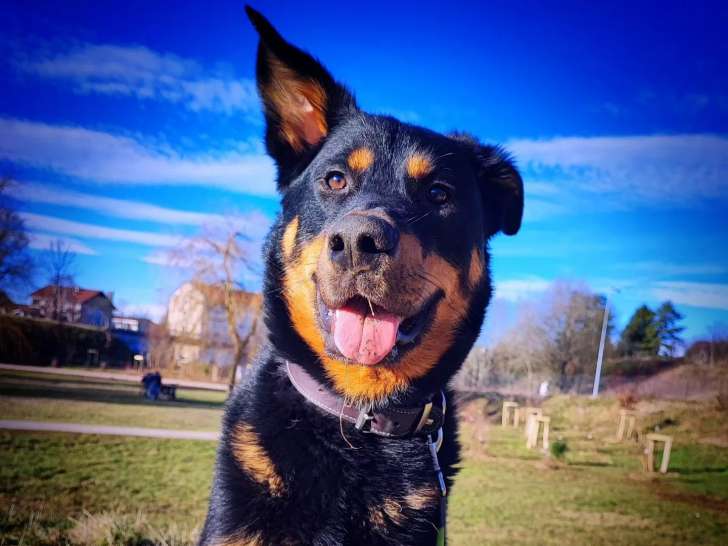 Walk & Hugs 4 Dogs