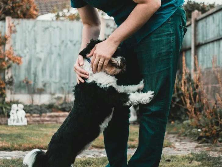 Doc-Dog
