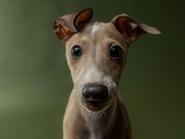 The Dog Studio