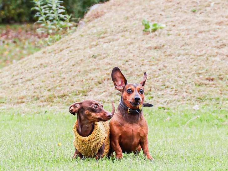 Your Dog’s Best Friend