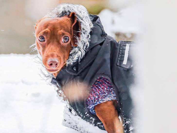 Your Dog’s Best Friend