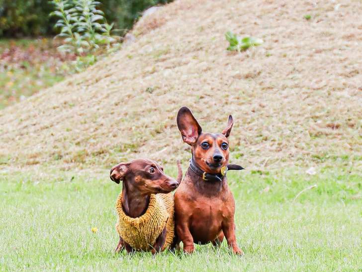 Your Dog’s Best Friend