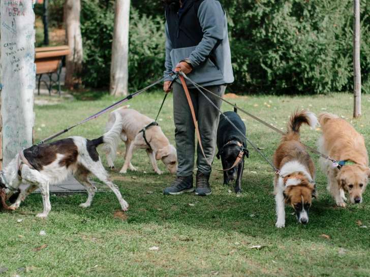 Chien Sport Etude