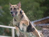 Ottawa Dock Diving