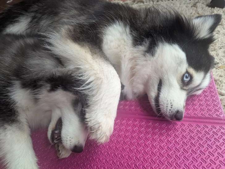Happy Pomsky 44