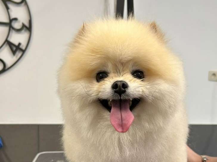 Dog Center & Dog Shop