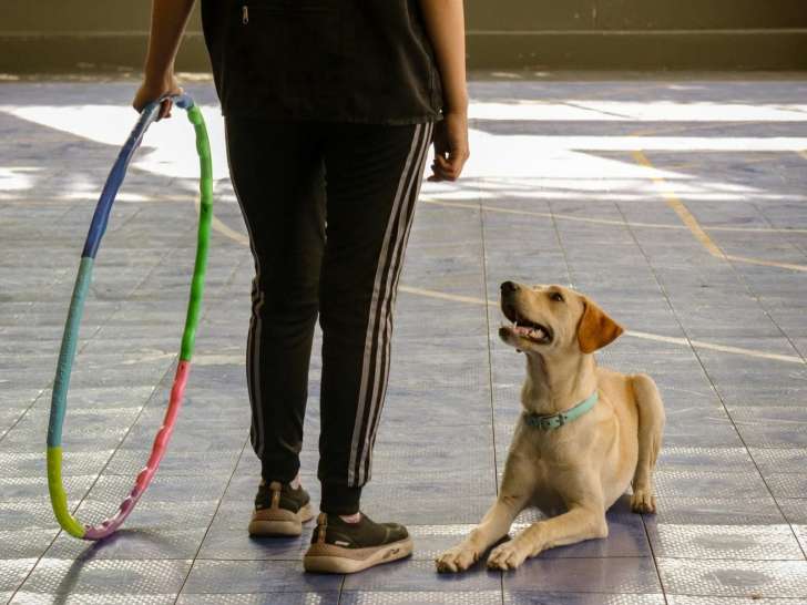 Chien Sport Etude