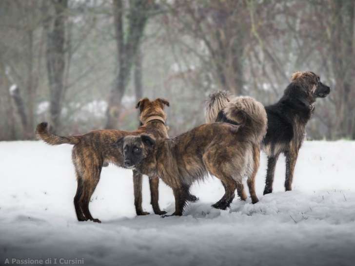 Dog Paradise - Éducation Canine
