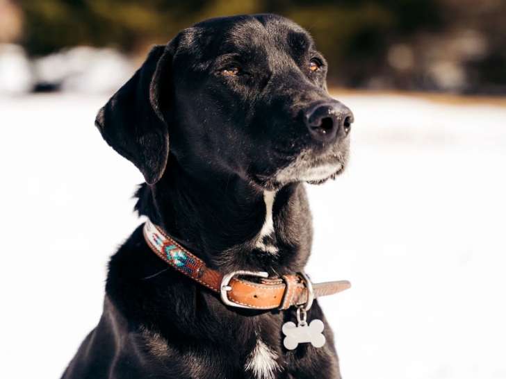 Ton Chien et Toi
