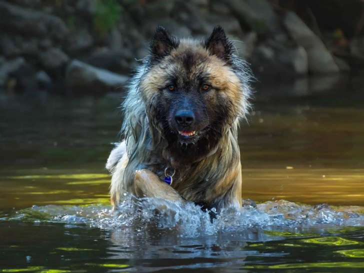 Chien et Vous