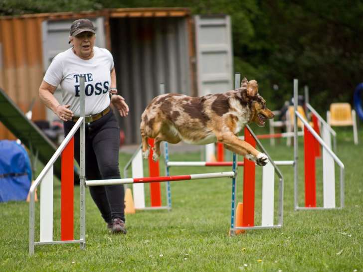 Agility avec ma chienne Sisca