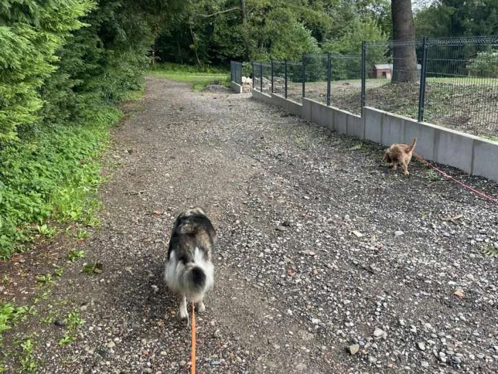 Doggy Walk