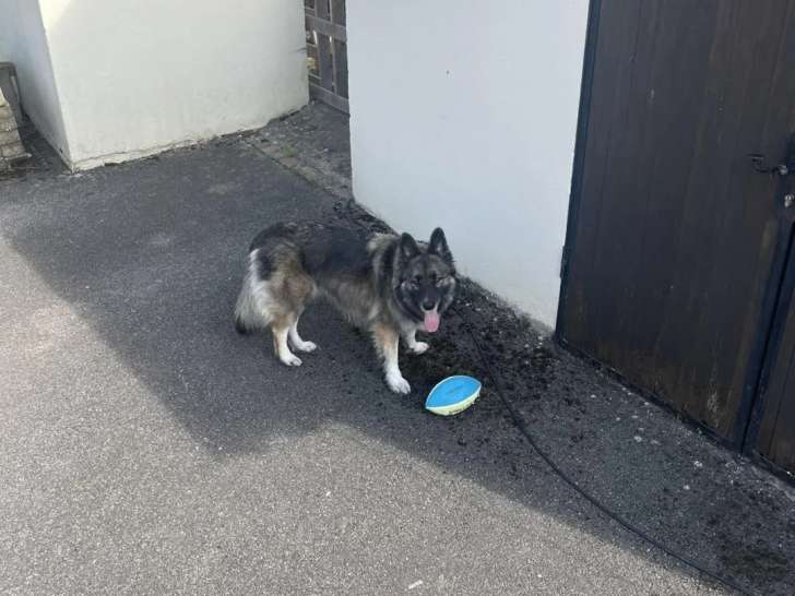 Doggy Walk