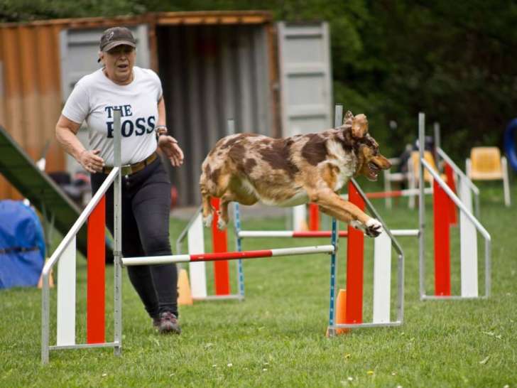 Agility avec ma chienne Sisca