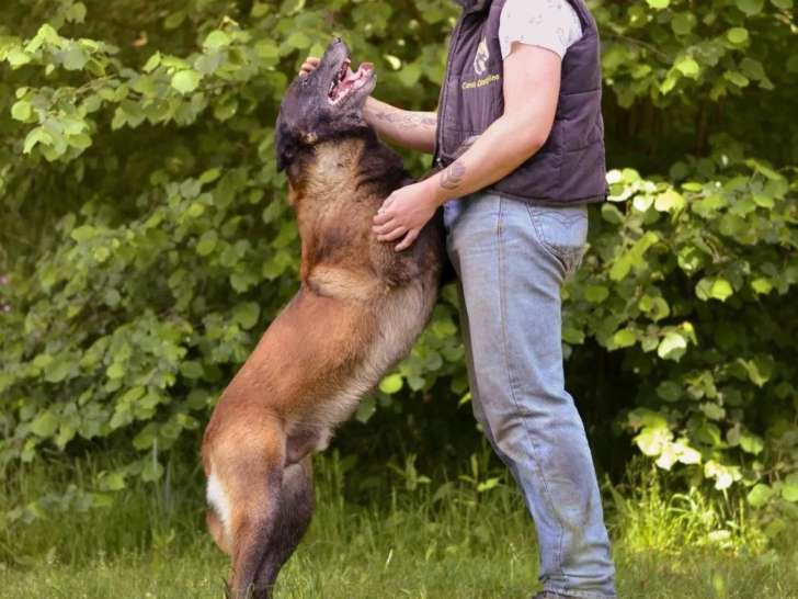 Canis Disciplina