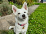 Canis Disciplina