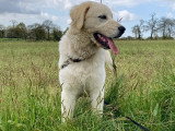 Canis Disciplina