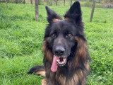 Canis Disciplina