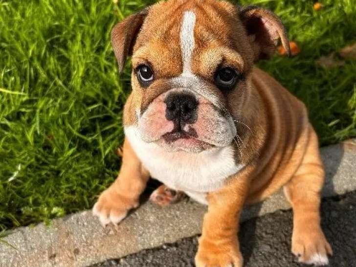 Canis Disciplina