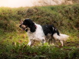 Canis Disciplina