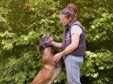 Canis Disciplina