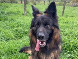 Canis Disciplina