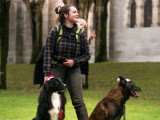 Canis Disciplina