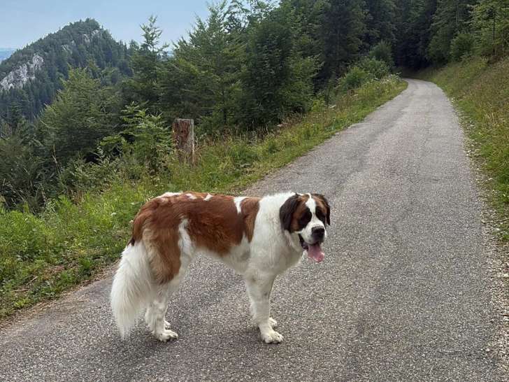 Services chiens et chats Franches-Montagnes