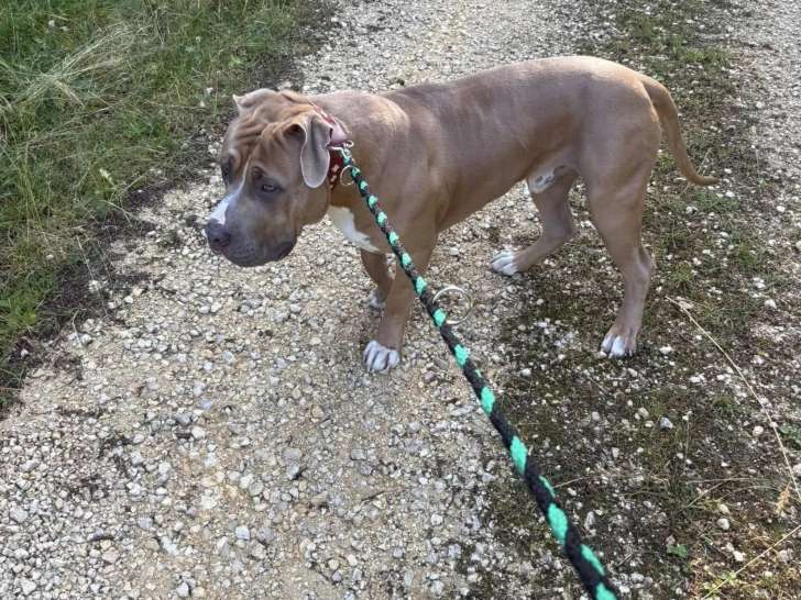 Services chiens et chats Franches-Montagnes