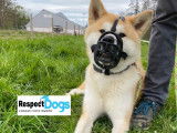 Respectdogs