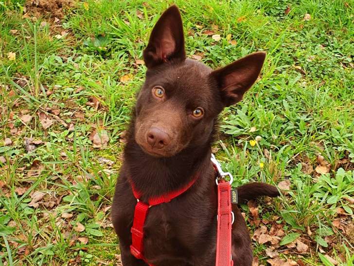 Mon Humain a du Chien