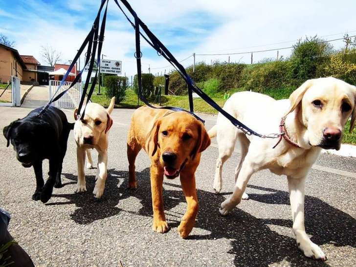 Éduc1chien