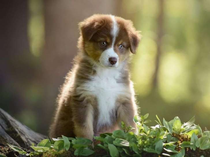 Good dog's