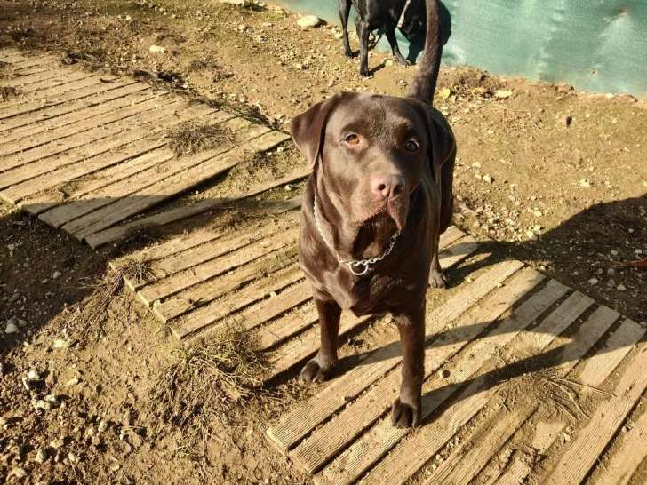 La Maison des Retrievers