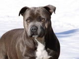 SISKA femelle staffie bleu pan blanc LOF