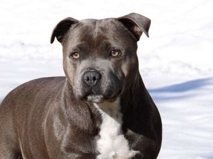 SISKA femelle staffie bleu pan blanc LOF