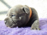 chiot staffie bleu pan blanc âgé de 3 semaines