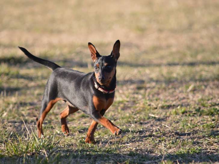Centre d'Education Canine 04