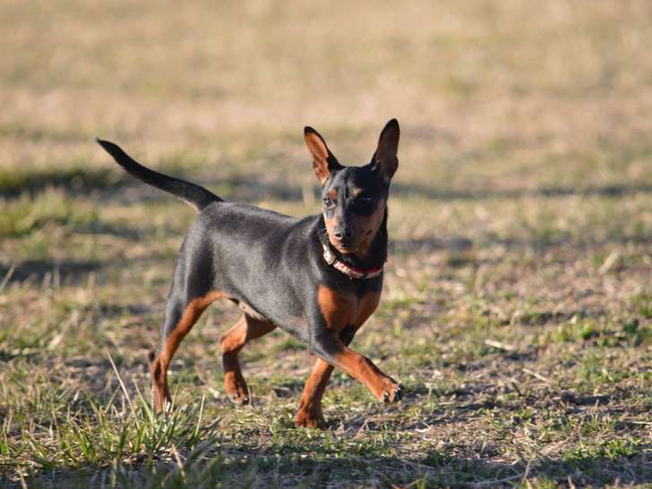 Centre d'Education Canine 04