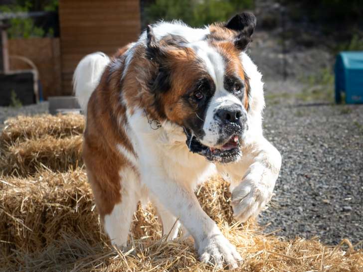 Dog Evasion