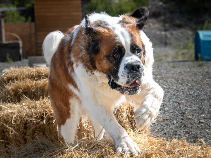 Dog Evasion