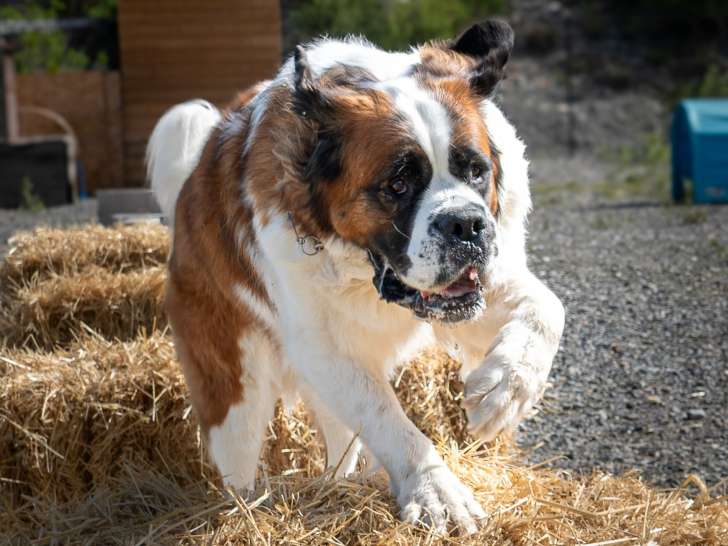 Dog Evasion