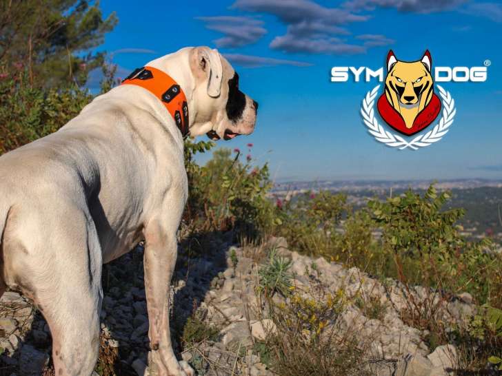 Sym Dog