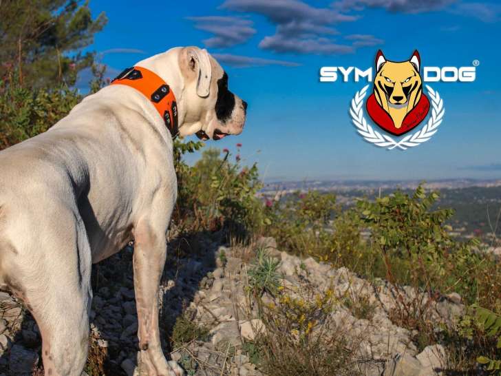 Sym Dog